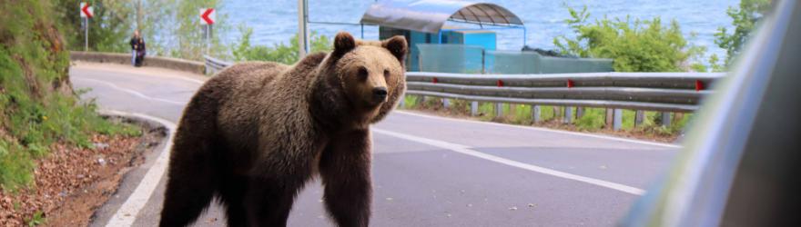 Coups de griffes dans les Carpates