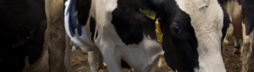 A Maiwald, les vaches fabriquent du lait et des données