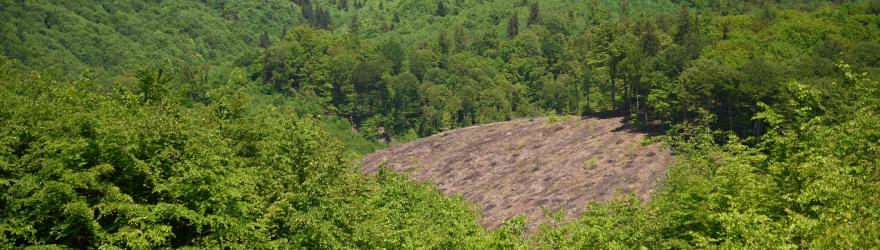 Débat : les forêts roumaines sont-elles en danger ?