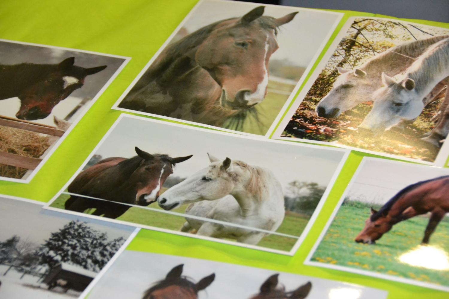 Actuellement, l'association gère 9 chevaux retraités ou réformés, et garde un oeil sur 4 équidés placés en famille d'accueil.