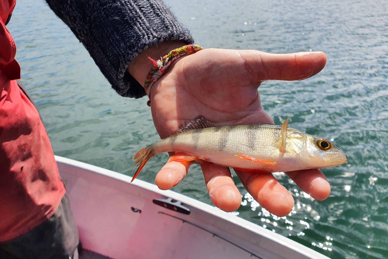 Une perche est attrapée en « no kill » dans le lac du Bouchet