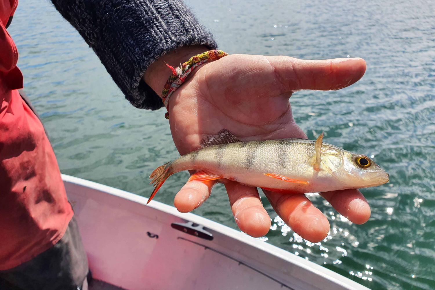 Une perche est attrapée en « no kill » dans le lac du Bouchet