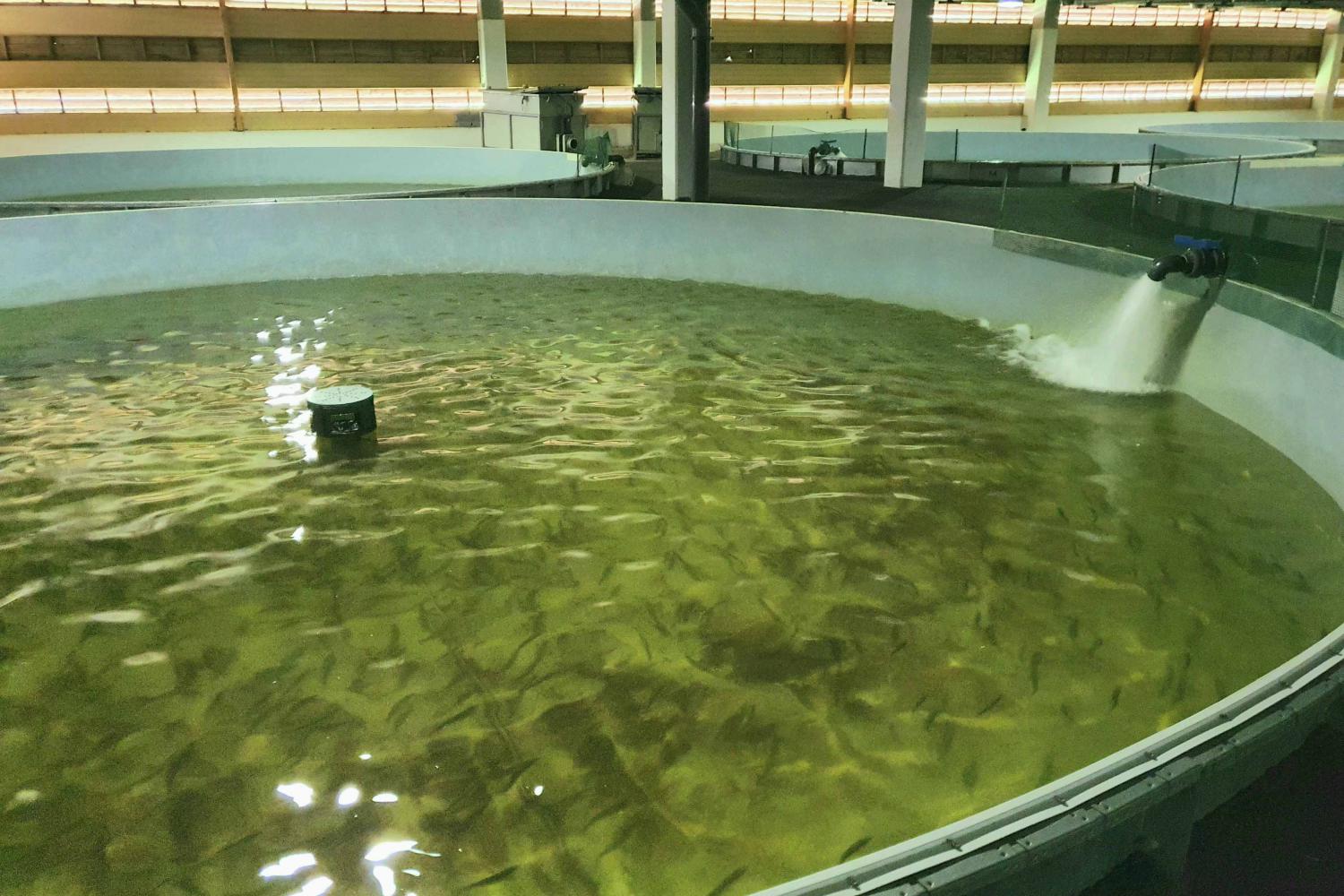 Au Conservatoire National du Saumon Sauvage, les poissons sont élevés par milliers puis lâchés dans la nature