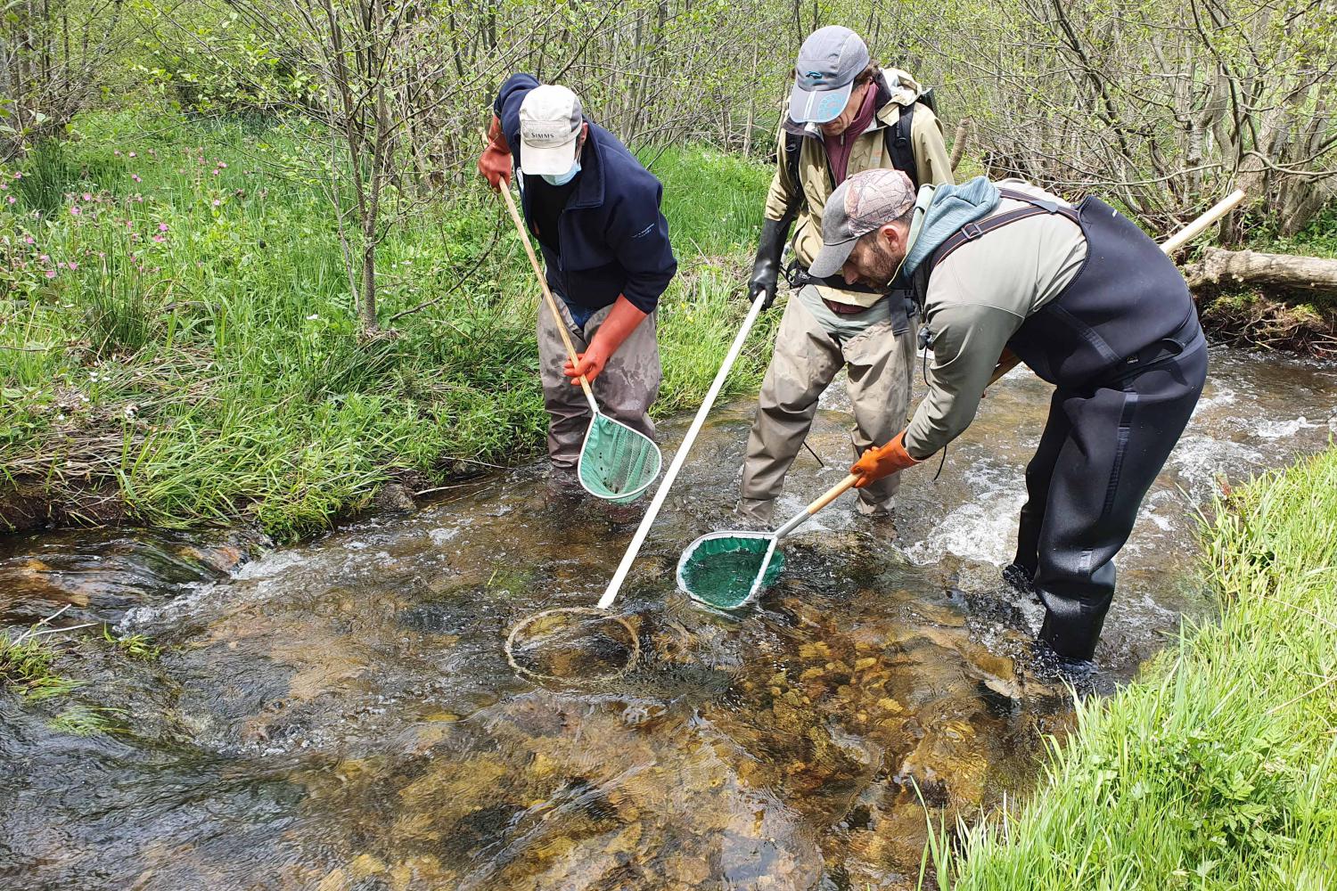 Pour évaluer l’impact d’une pollution au lisier, la Fédération de la pêche de la Haute-Loire compte les poissons qui restent