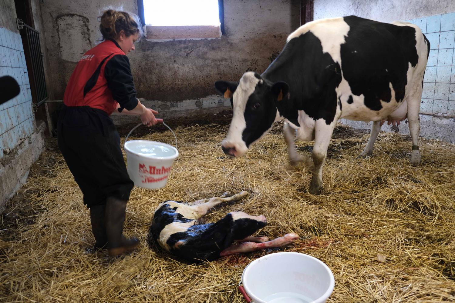 Laurine Rousset, présidente des Jeunes Agriculteurs de Haute-Loire, accueille un veau, né il y a quelques minutes