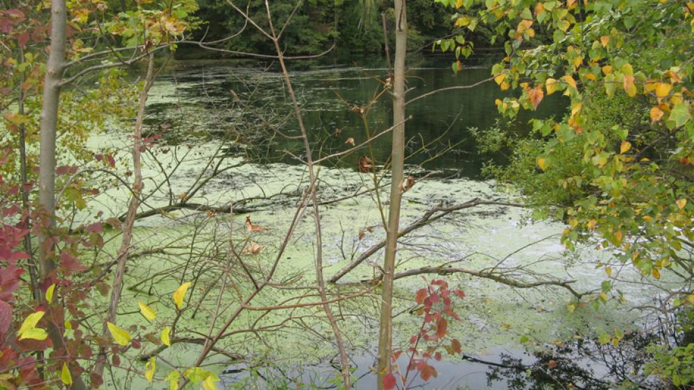 Les étangs situés dans la forêt de la Robertsau attirent promeneurs, pêcheurs et naturistes.