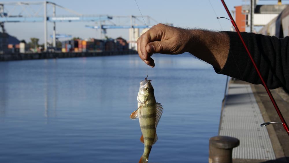 Tant pis pour la perche, poisson carnassier, qui est sortie de sa cachette pour bien se nourrir avant le début de l'hiver. 