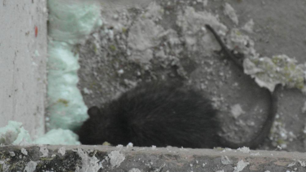 Rue Brantôme, un rat tranquillement niché dans un immeuble est pris en photo par un locataire.