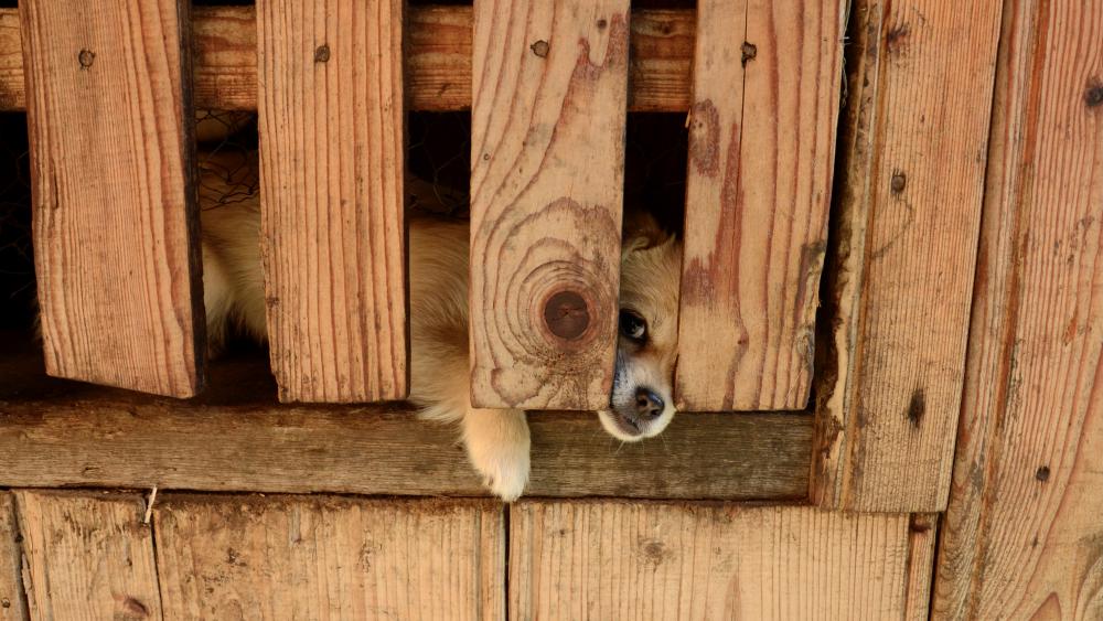 De la maison à l'étable, tout est construit en bois et à la main.