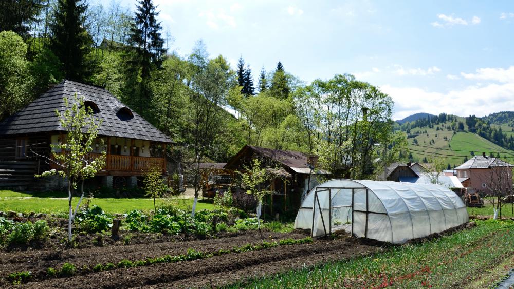 Dans le jardin, on cultive betteraves, oignons, ail, rhubarbe, tomates, fraises et pommes. 