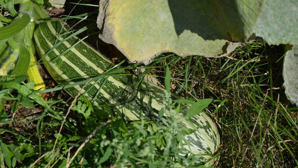 Une courgette géante, l'un des rares légumes déjà cultivés dans le jardin de la maille Karine.