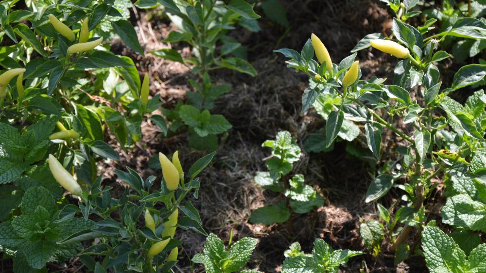 Selon Joëlle Quintin, les produits cultivés donnent des indices sur l'origine des jardiniers. Ici des piments jaunes.