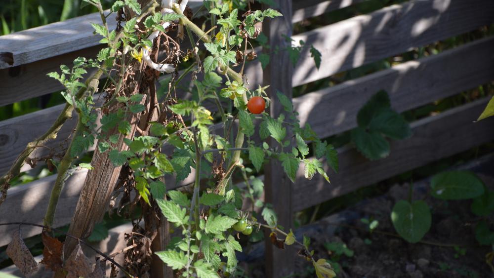 Les traditionnelles tomates, très populaires, ont eu beaucoup de difficultés à mûrir à cause d'un été pluvieux.