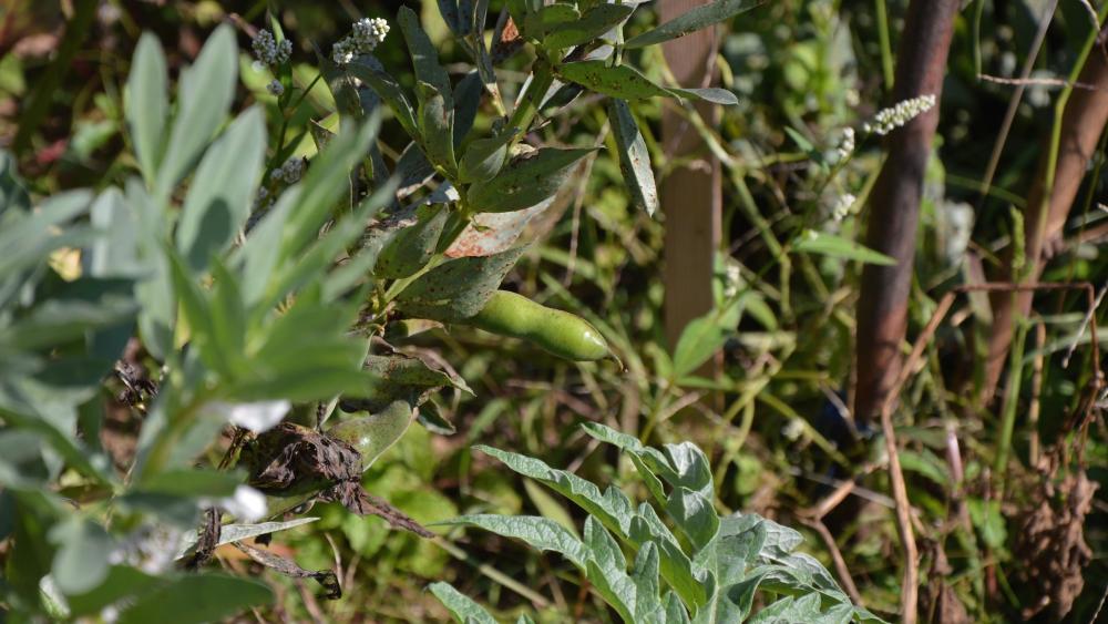 A côté des épis de maïs, des fèves croissent en masse dans le jardin.