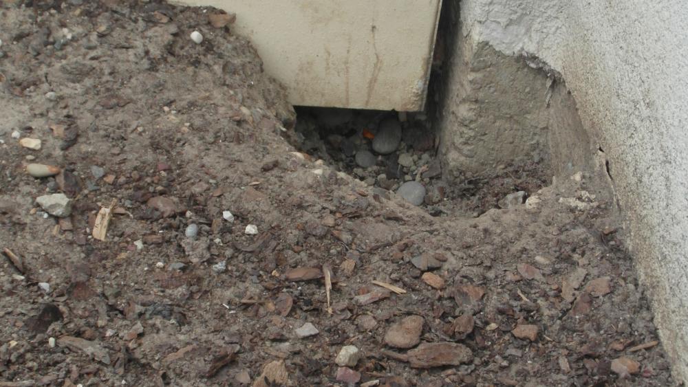 Rue de Bribeauval, les rats creusent des trous directement au pied des immeubles.