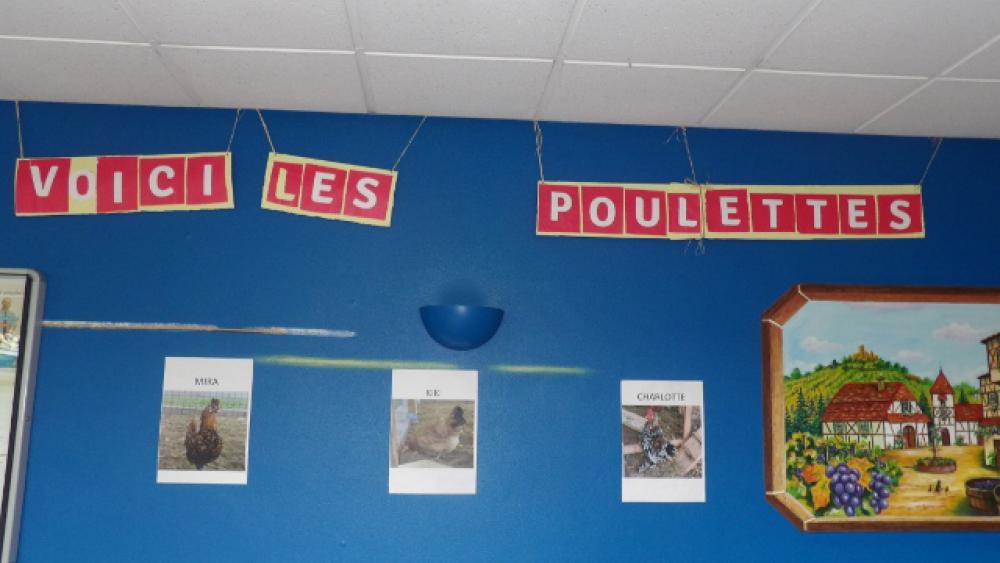 Les poules s'affichent aussi à l'intérieur de l'EHPAD.