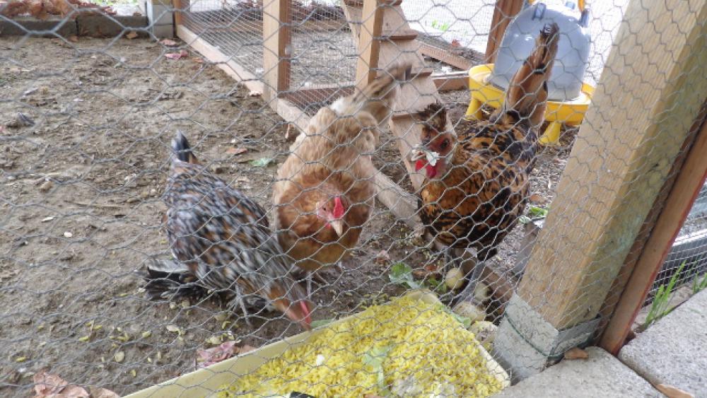 Charlotte, Mira et Kiki ont été prénommées en septembre.