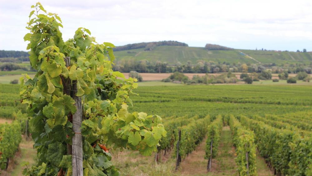 Les vignes du domaine d'Hubert Metz.