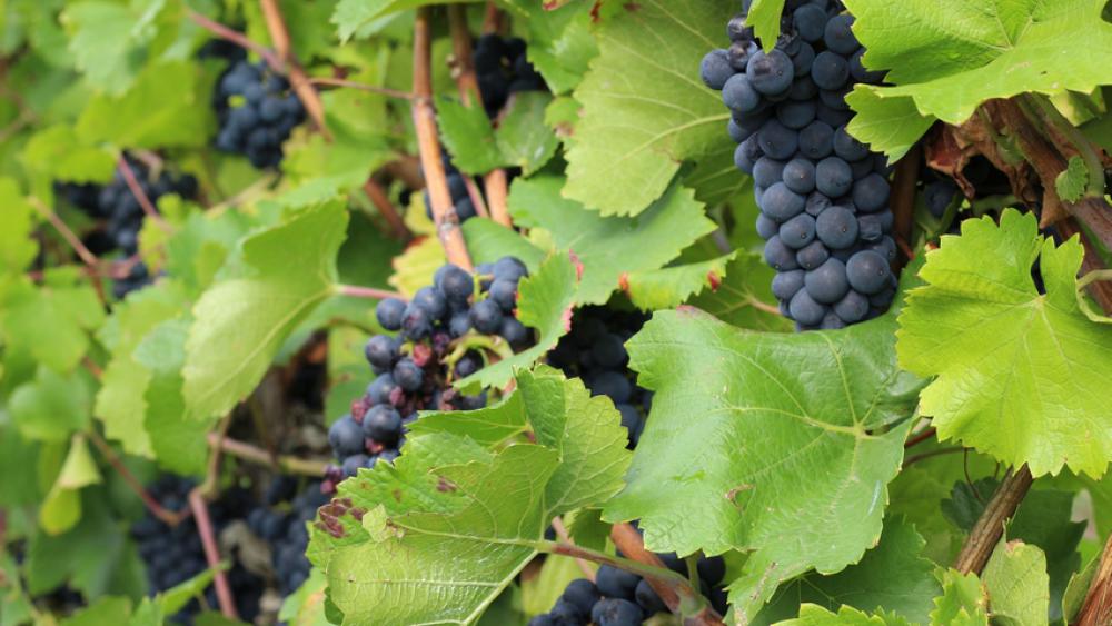 La récolte de pinot noir devrait être très bonne. 