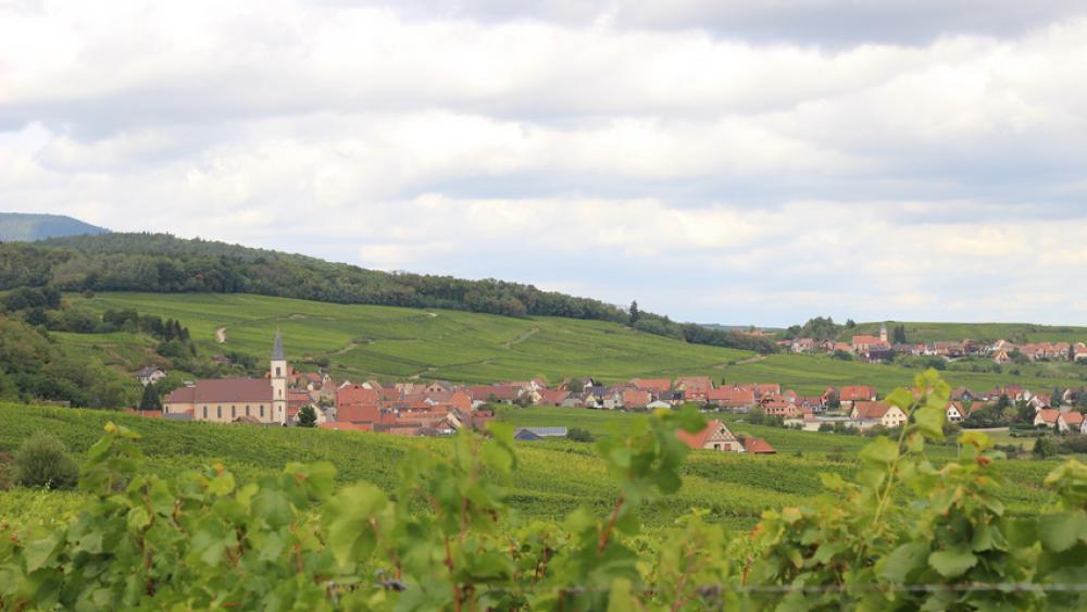 Le domaine d'Hubert Metz comprend 51 parcelles sur 10 hectares.