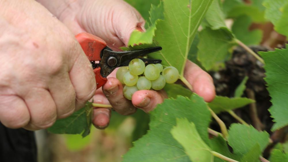 La coupe des grappes de pinot blanc s'est faite le 6 septembre.