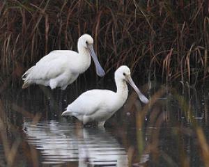 Biodiversité, une urgence négligée par les dirigeants de l'Union européenne