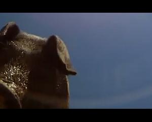 Vidéo gag ou pub pour GoPro ?
