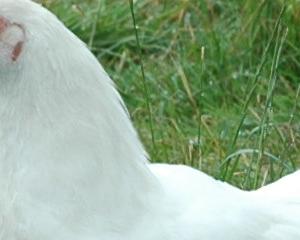 200 000 poules tuées, 1 an de prison requis