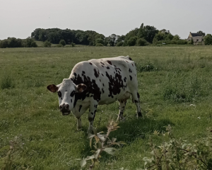Deux mois après son lancement, quel avenir pour la pétition contre la loi Duplomb ?