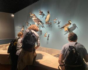 Le musée zoologique de Strasbourg fait peau neuve