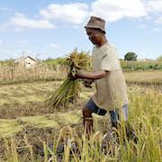 20170602-GB [Dossier multimédia] Reportage riz - image_3_-_reportage_riz.jpg