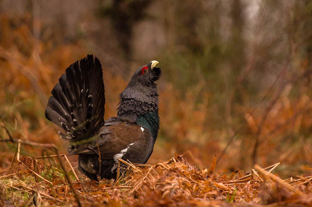 Un Grand Tétras dans le massif des Vosges