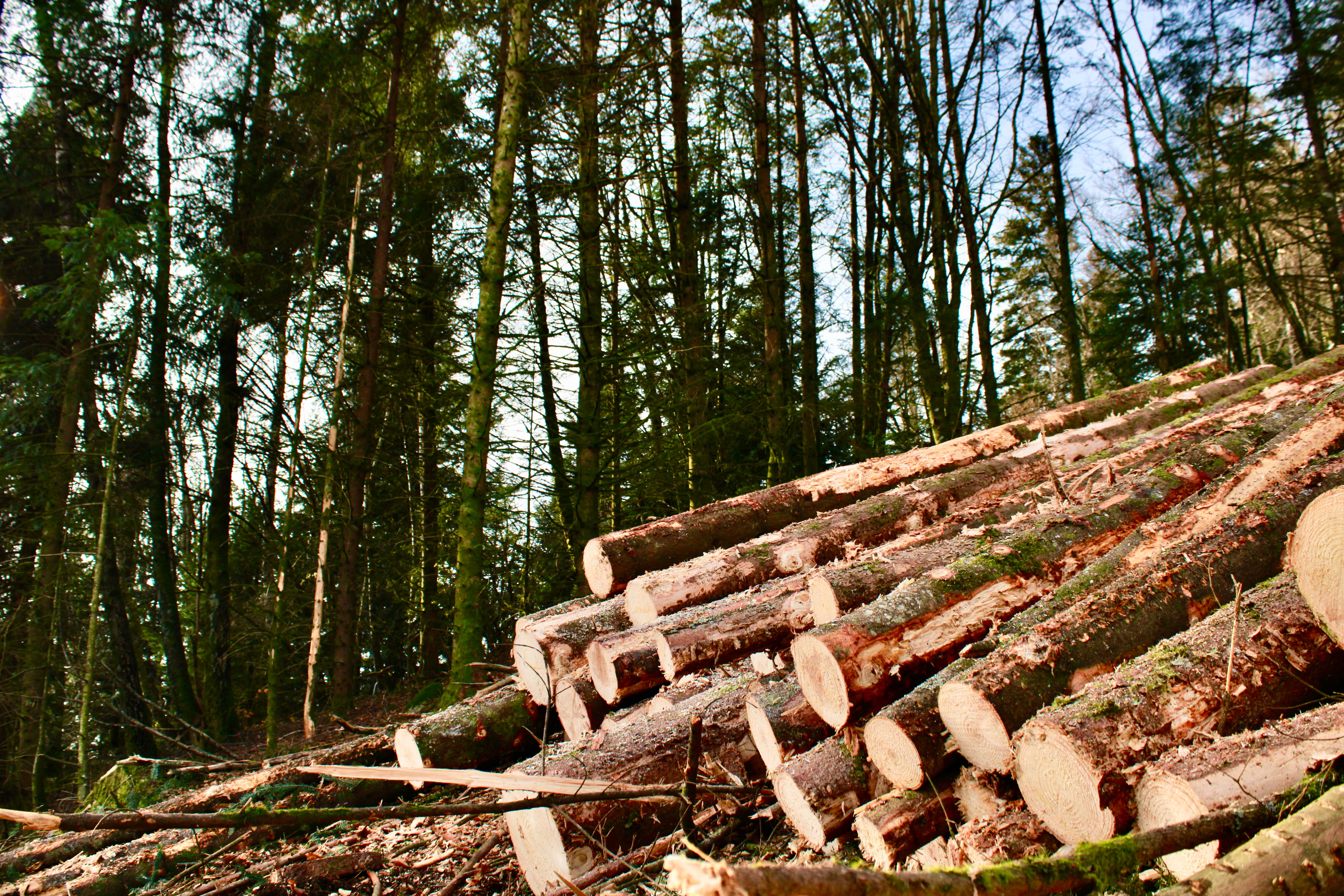 Photographie de troncs de bois, fraichement coupés, couchés sur le sol et formant une pile