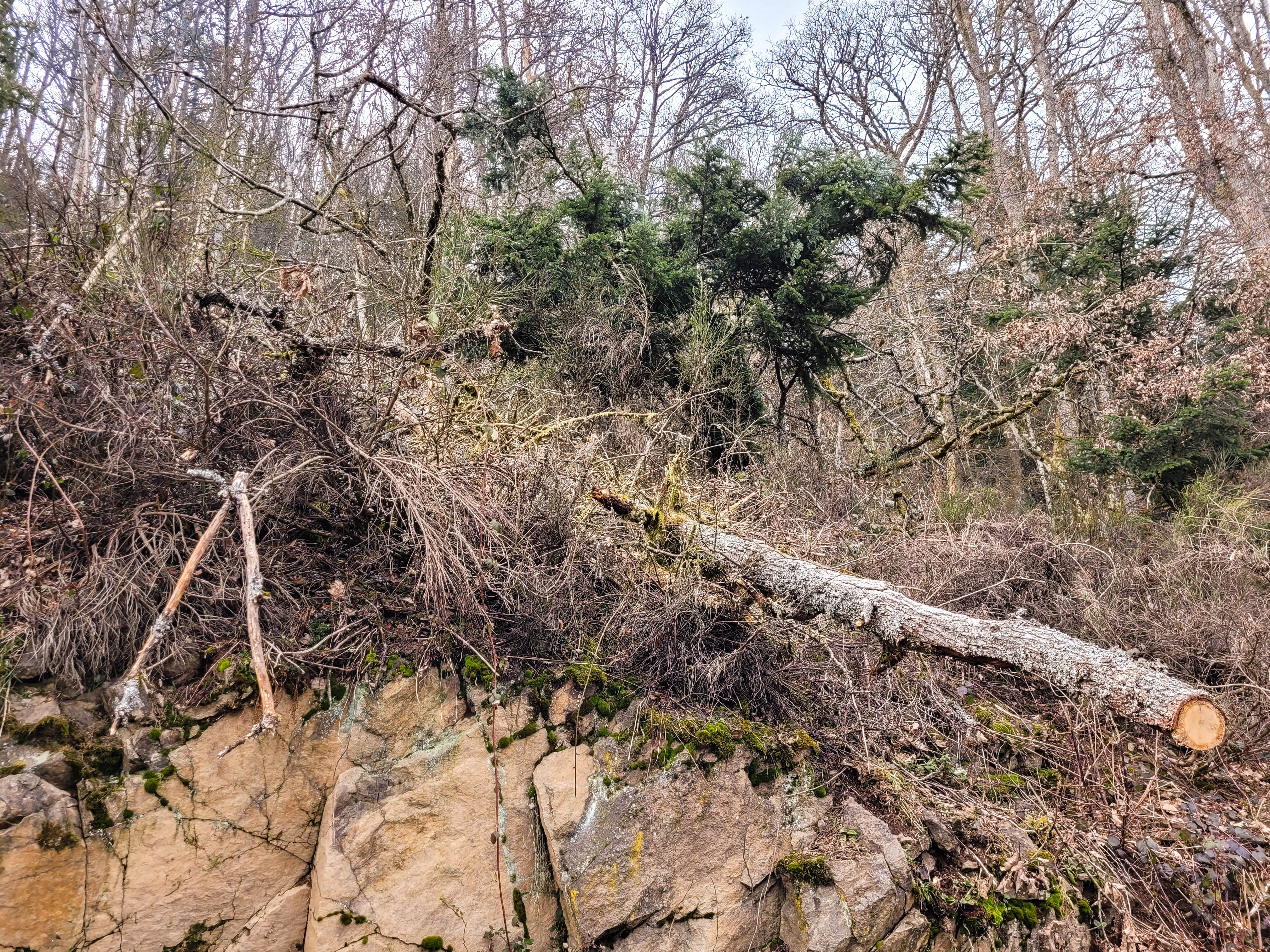 Photographie d'une forêt dense, dont le sol est couvert de branchages, de ronces et d'un arbre abattu