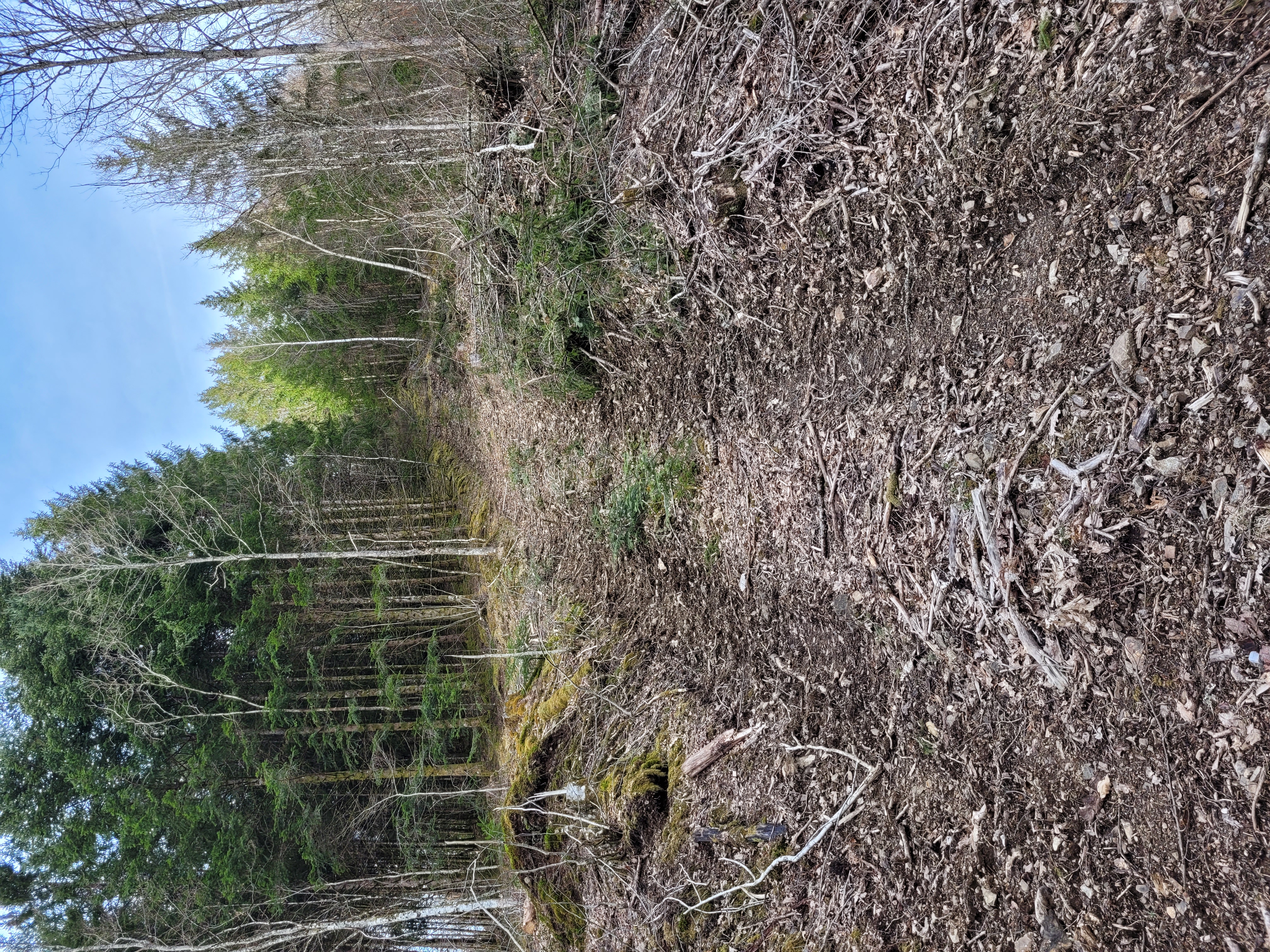 Photographie d'une voie en pente ascendente, ouverte dans la forêt par le passage d'un véhicule lourd. Le sol est creusé par deux sillons parallèles