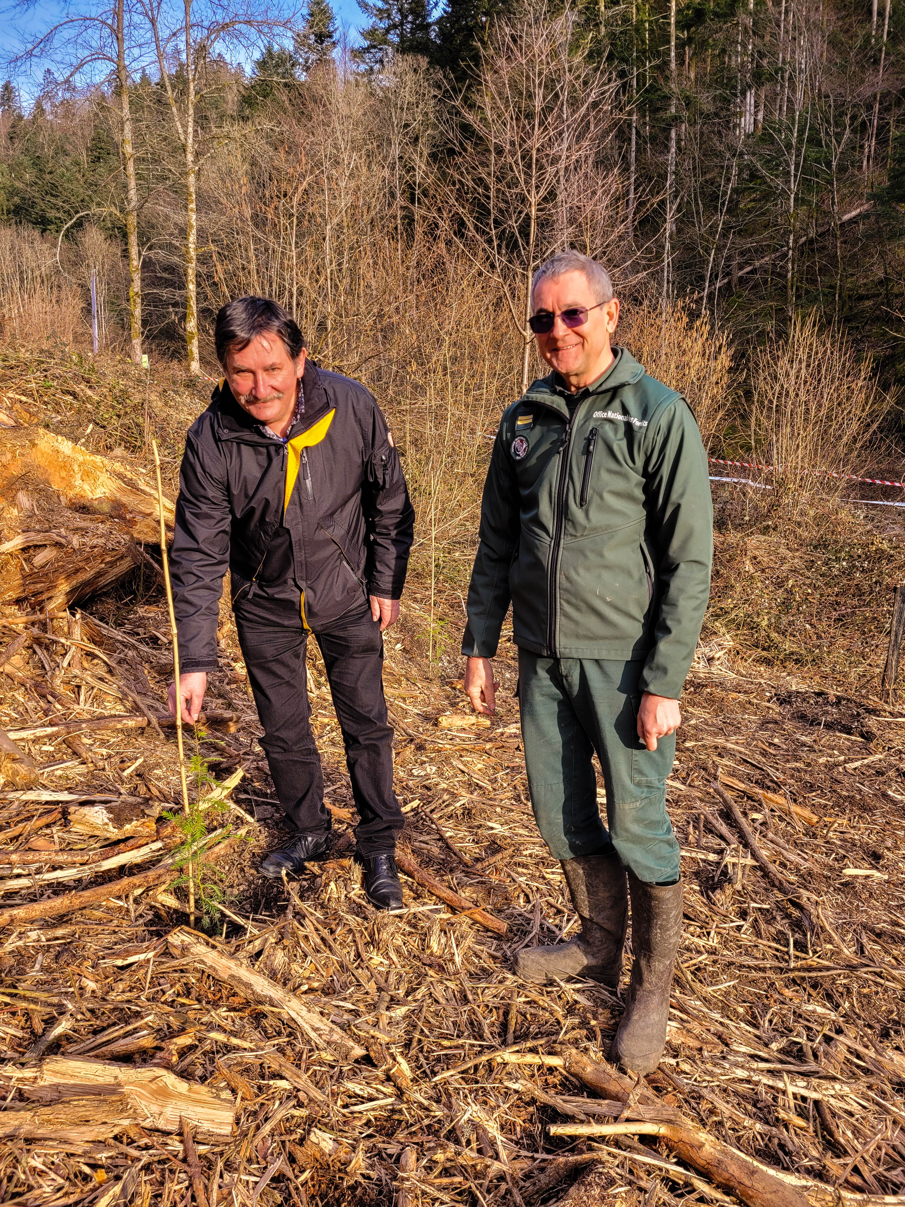 Photographie représentant Bertrand Hirth, maire de Sickert (à gauche), et Michel Farny, agent de l'ONF (à droite), au milieu d'une friche forestière faisant l'objet de travaux de replantation. À leurs pieds, un petit arbre sort de terre