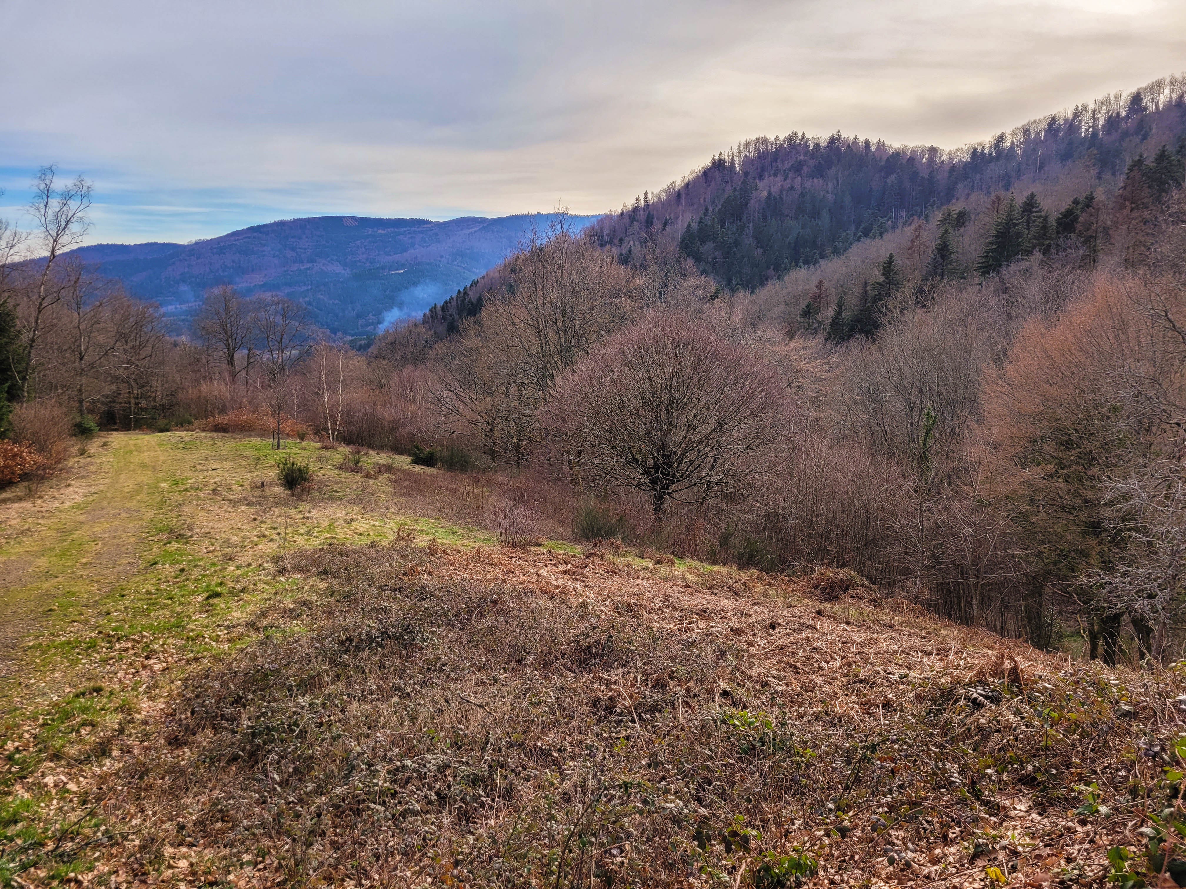 Photographie d'une étroite clairière entourée par la forêt