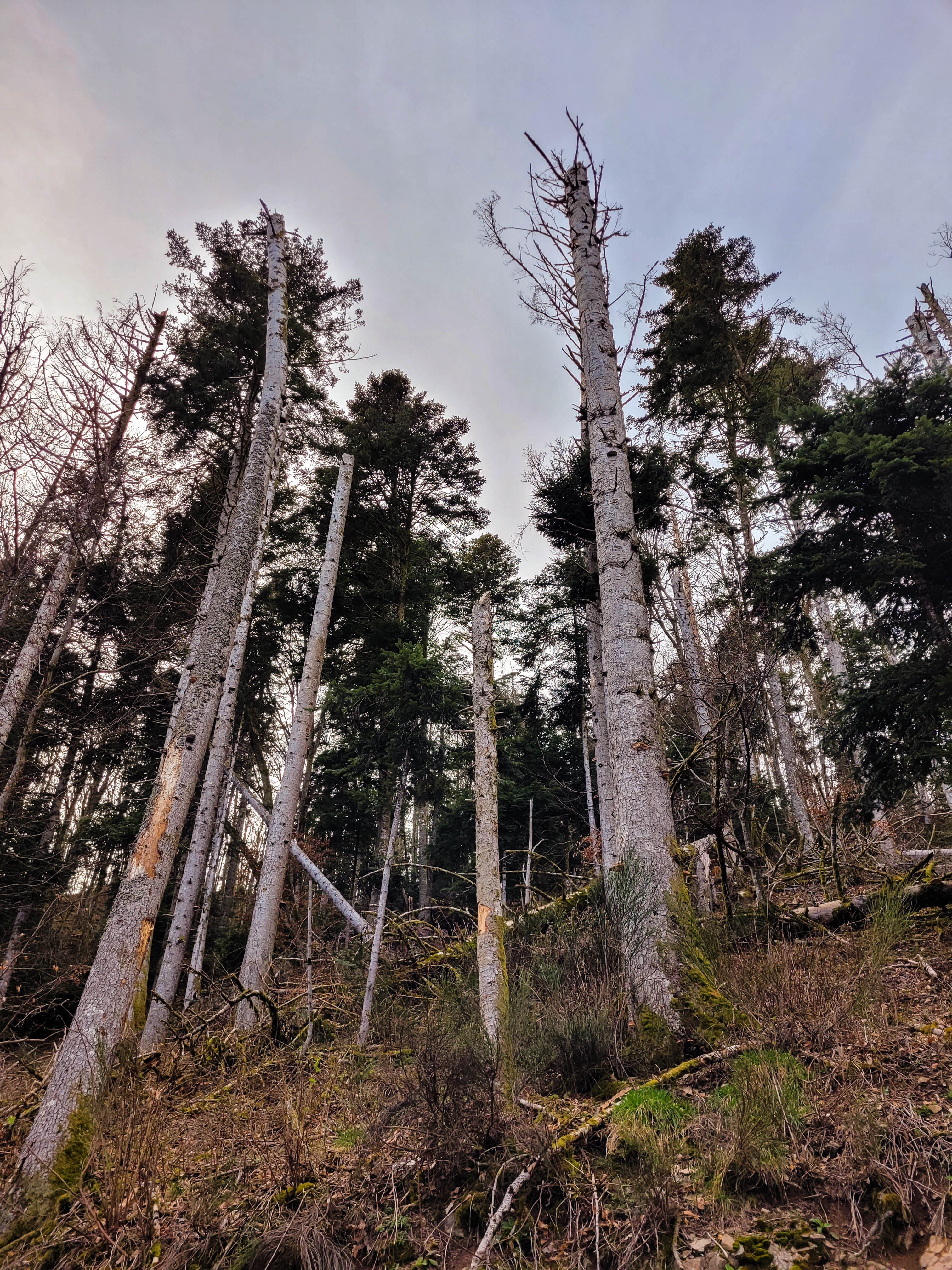 Photographie d'épicéas morts, cassés en deux à mi-hauteur