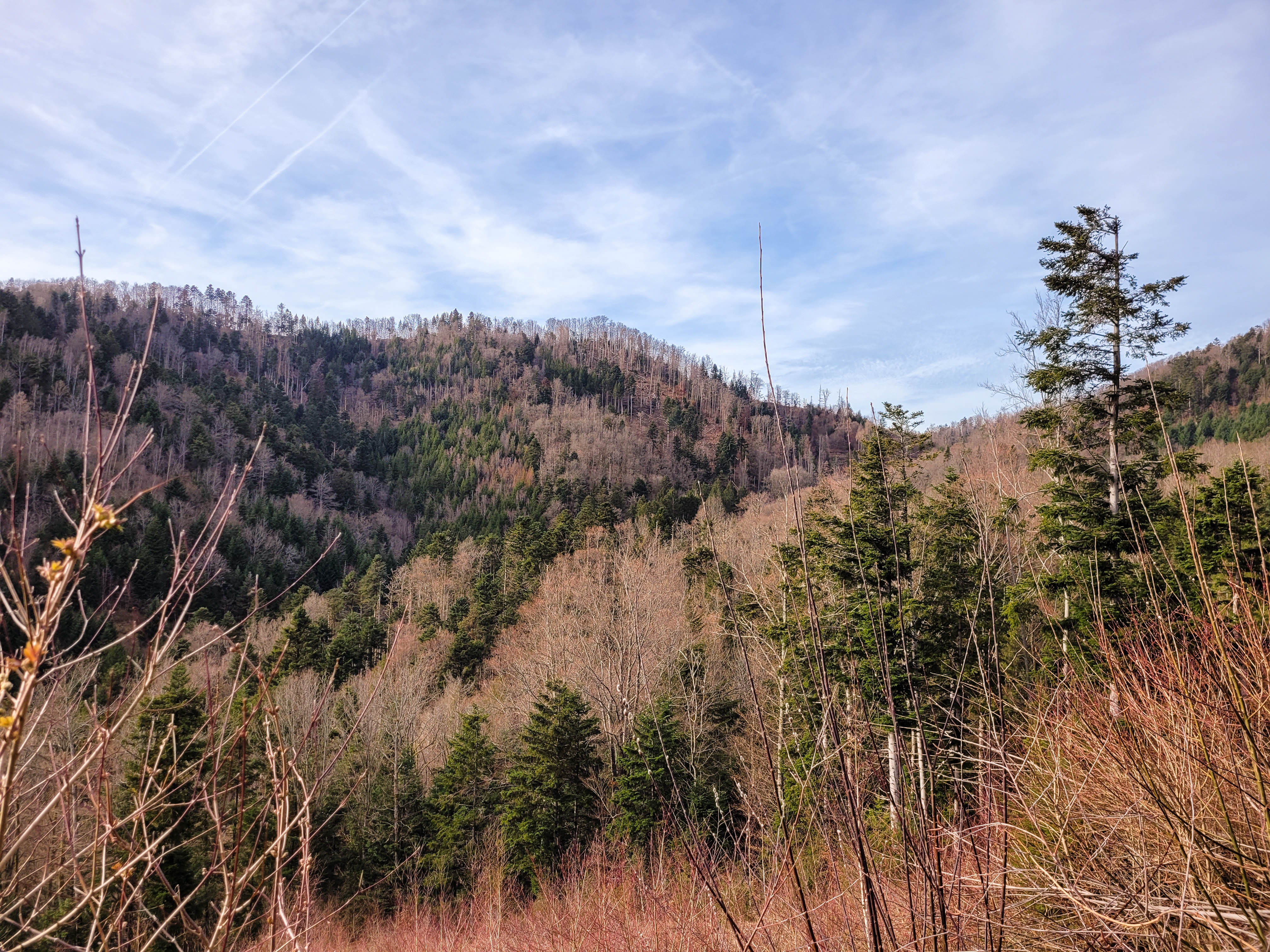 Photographie d'un massif forestier largement atteint de dépérissement