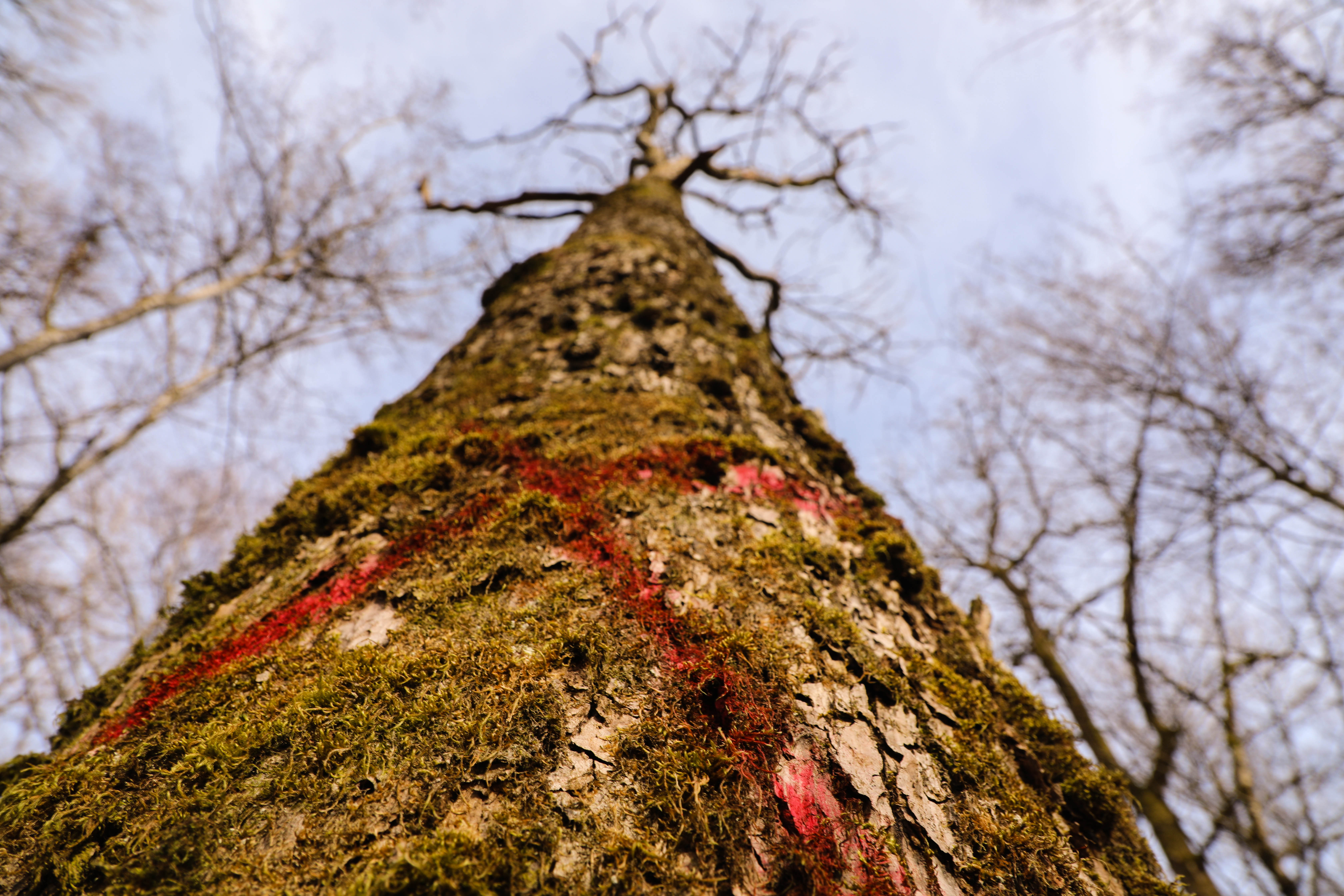 tronc arbre coupe forestier chêne forêt gestion planche scierie bûcheron  couper Stock Photo