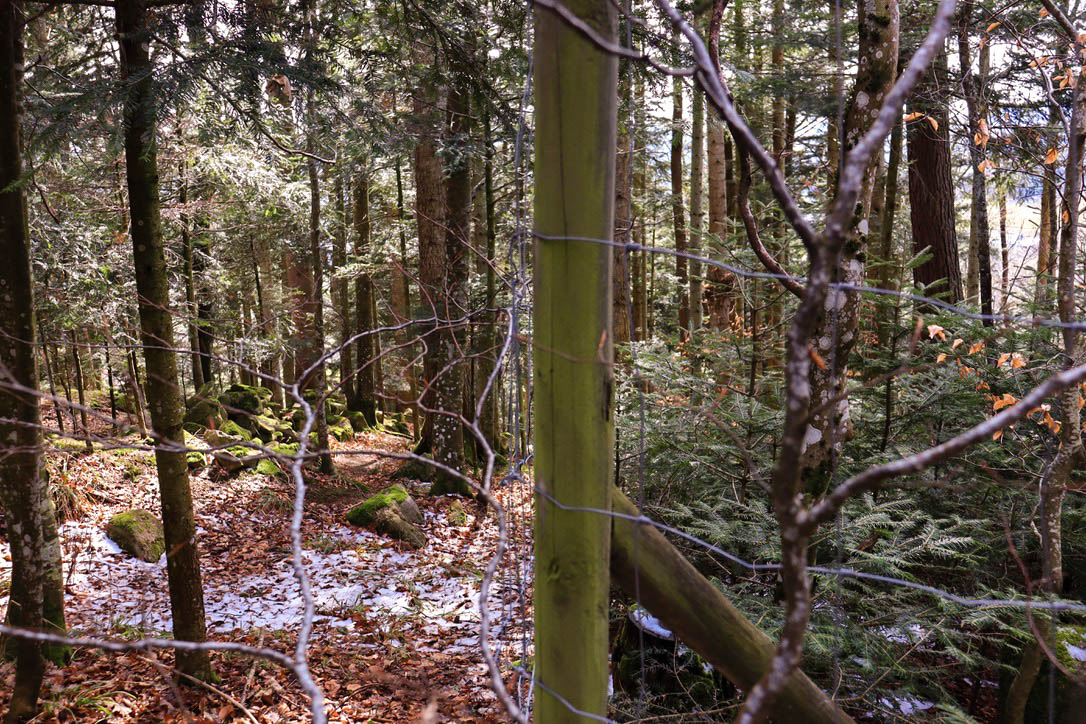  à droite de la photo, une parcelle de la forêt est protégée par des grillages. À l'intérieur les jeunes arbres poussent en nombre. À gauche, la forêt en libre accès, on voit des arbres mais peu de jeunes pousses.