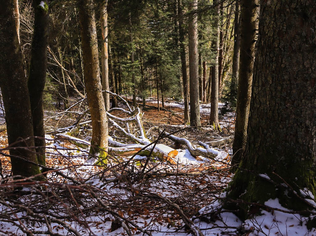 des troncs et des branchages gisent sur le sol d'une forêt un peu enneigée