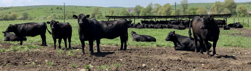 L’avènement de l’agro-industrie, au détriment de la paysannerie