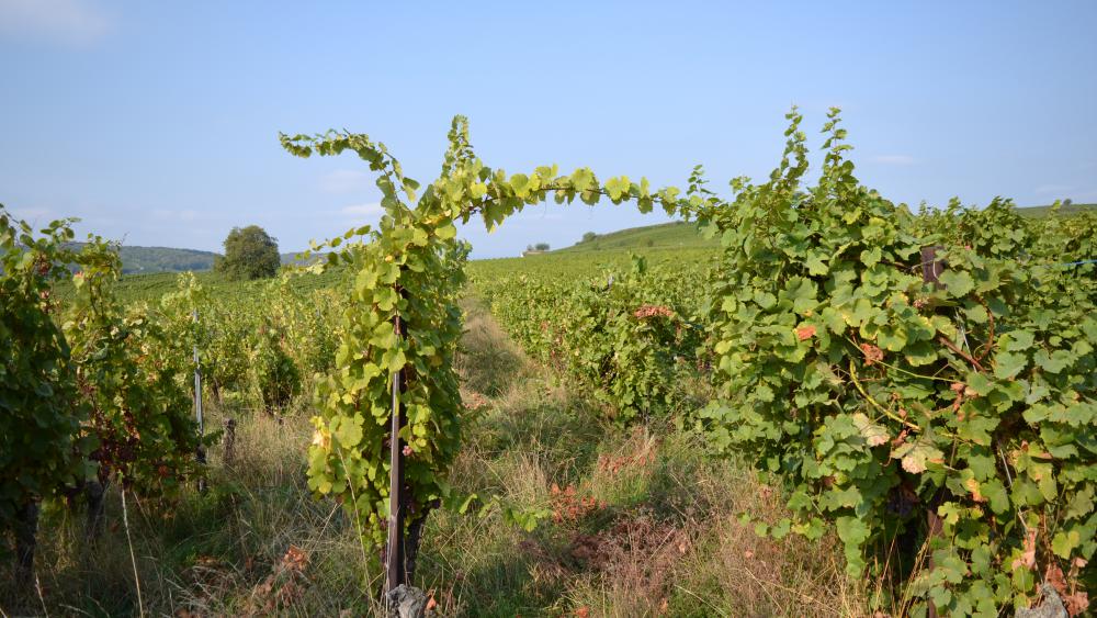 Bruno Schloegel fauche les herbes juste avant les vendanges, pour permettre le passage entre les arpents
