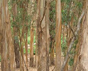 Ecologie : quinze mois perchée dans un eucalyptus