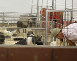 UE/ Etats-Unis: plus de cochon contre plus de fromage