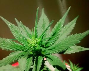 Du cannabis pour sortir la Grèce de la crise