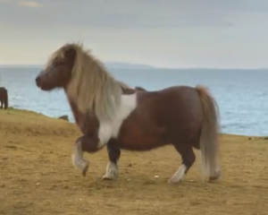 Le poney danseur : nouvelle star d'une compagnie de téléphone
