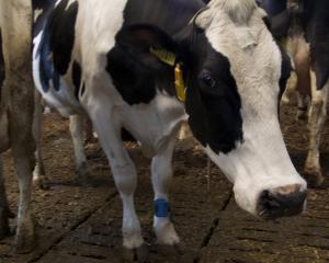 A Maiwald, les vaches fabriquent du lait et des données