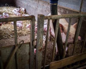 Un autre porc est possible